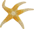 csillag_32