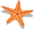 csillag_40