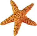 csillag_44