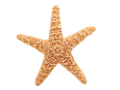 csillag_46