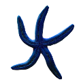 csillag_47