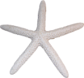 csillag_50