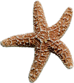 csillag_53