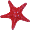 csillag_58