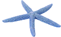 csillag_66
