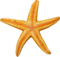 csillag_70