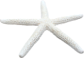 csillag_71