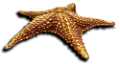 csillag_89