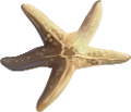 csillag_98