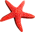 csillag_99