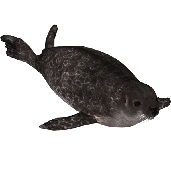 foka_10.png