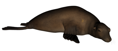 foka_11.png