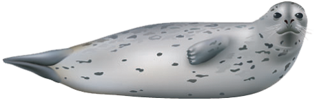 foka_12.png