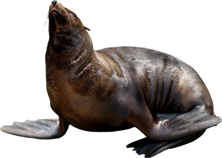 foka_13.png