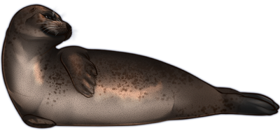 foka_14.png