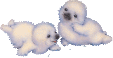 foka_16.gif