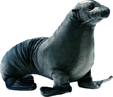 foka_17.png