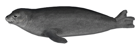 foka_18.png