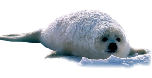 foka_19.png