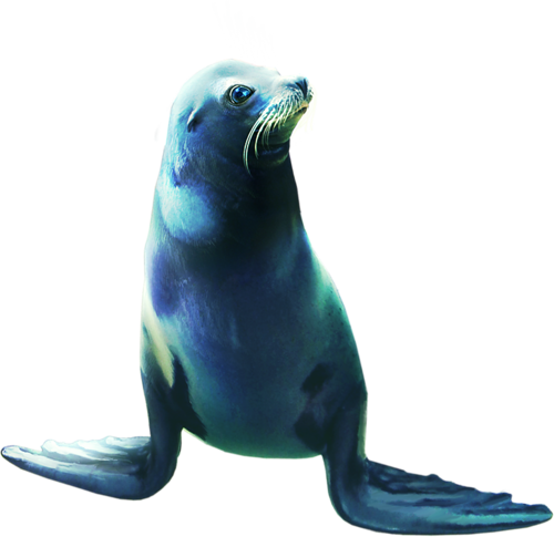 foka_20.png