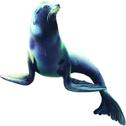 foka_21.png