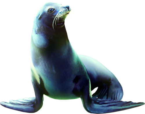 foka_22.png