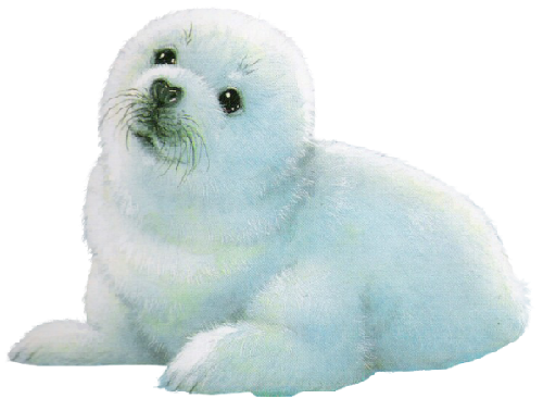 foka_23.png