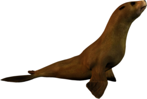 foka_28.png