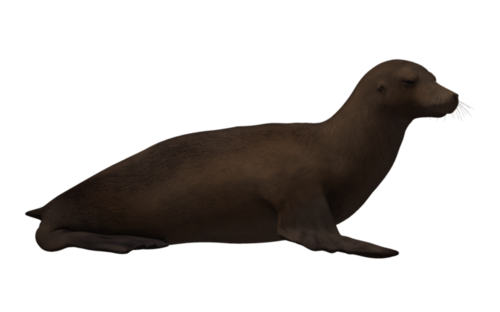 foka_29.png