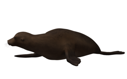 foka_31.png
