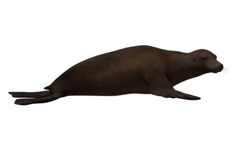 foka_32.png