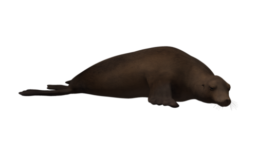 foka_33.png