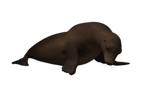 foka_34.png