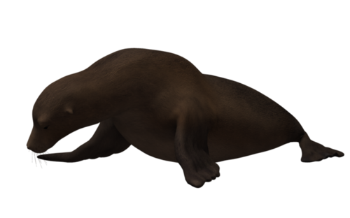 foka_35.png