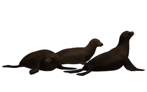 foka_36.png