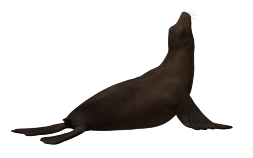 foka_37.png