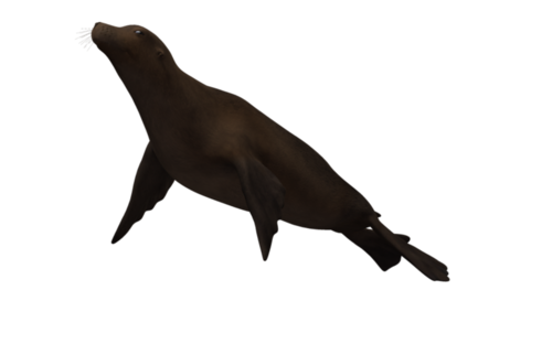 foka_38.png