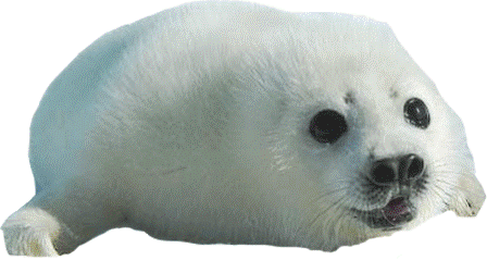 foka_4.gif