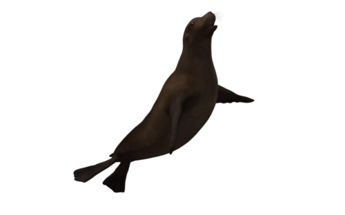 foka_40.png
