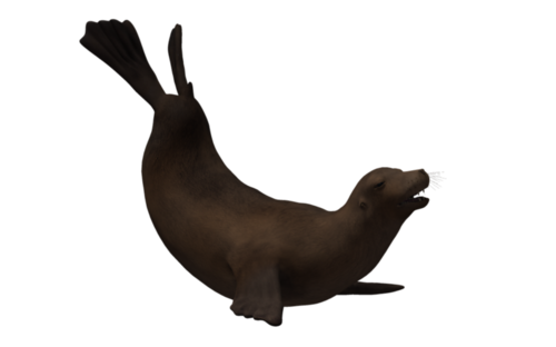 foka_41.png