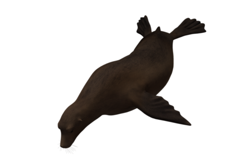 foka_42.png