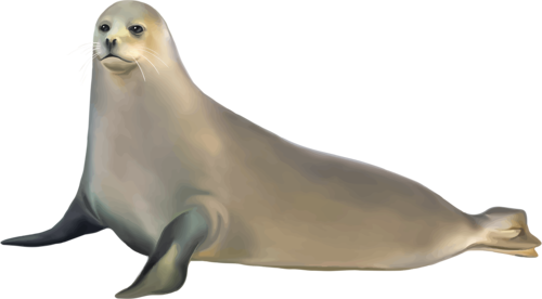 foka_47.png