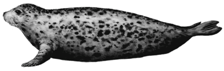 foka_8.png