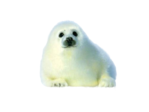 jegesmedve_213.png