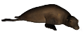 foka_11