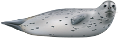 foka_12