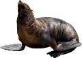 foka_13
