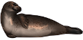 foka_14