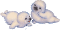 foka_16