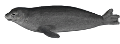foka_18